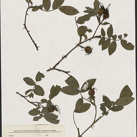 Rosa pseudoscabriuscula unspecified picture