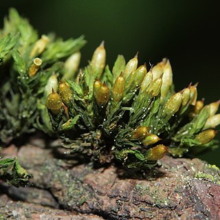 Orthotrichum pallens unspecified picture