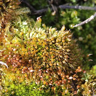 Tortula protobryoides unspecified picture