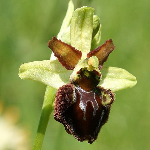 Ophrys sphegodes subsp. sphegodes unspecified picture