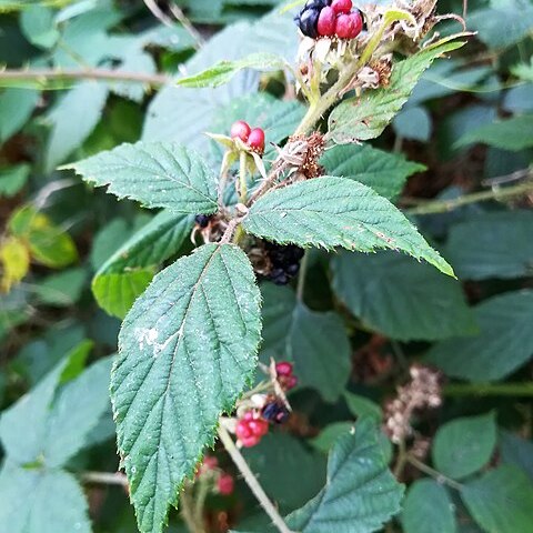 Rubus capricollensis unspecified picture