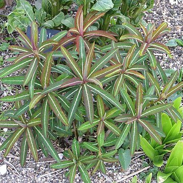 Euphorbia donii unspecified picture