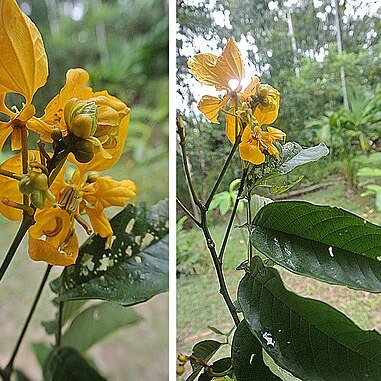 Senna macrophylla var. gigantifolia unspecified picture