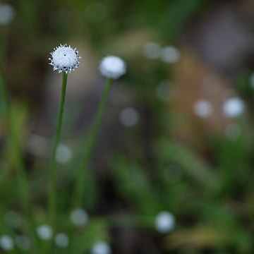 Eriocaulon robustobrownianum unspecified picture