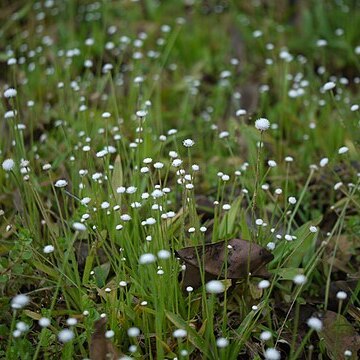 Eriocaulon robustobrownianum unspecified picture