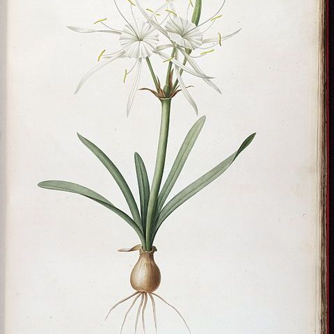 Hymenocallis rotata unspecified picture