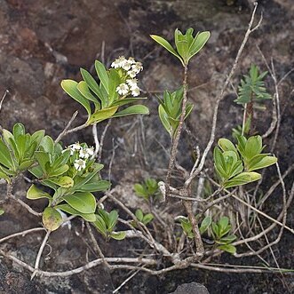 Olearia elliptica subsp. praetermissa unspecified picture