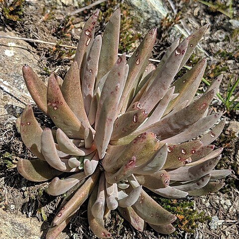 Dudleya abramsii subsp. murina unspecified picture