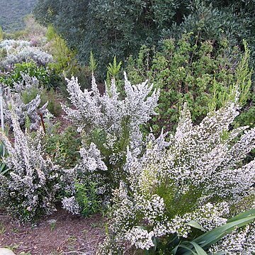 Erica scabriuscula unspecified picture