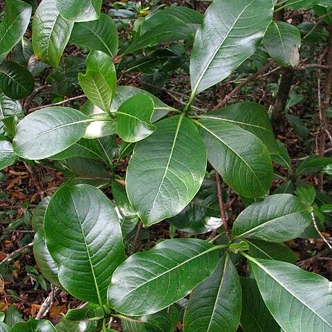 Psychotria hawaiiensis unspecified picture