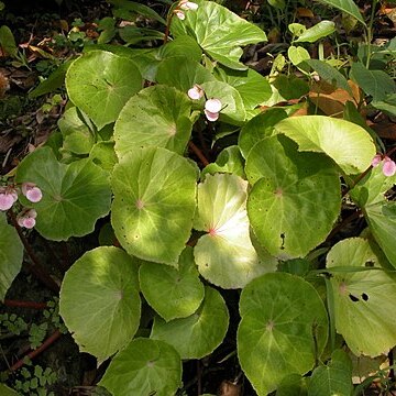 Begonia fenicis unspecified picture