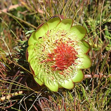 Protea witzenbergiana unspecified picture