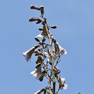 Paulownia taiwaniana unspecified picture