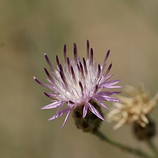 Centaurea carratracensis unspecified picture