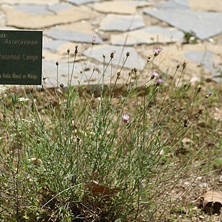 Centaurea carratracensis unspecified picture