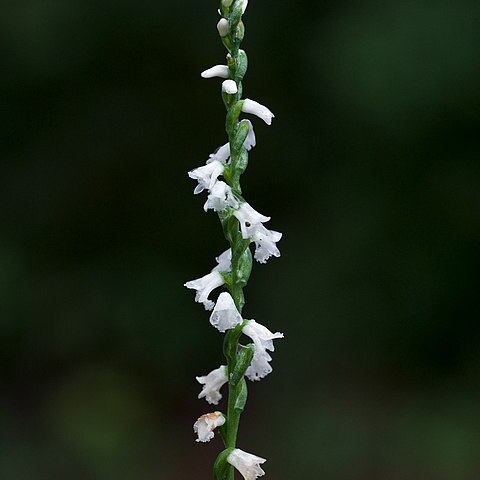 Spiranthes tuberosa unspecified picture