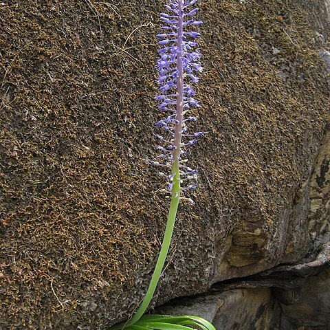 Spetaea lachenaliiflora unspecified picture