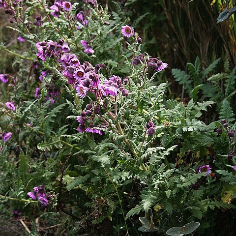 Senecio garcibarrigae unspecified picture