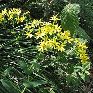 Senecio velleioides unspecified picture