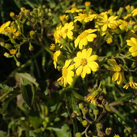 Senecio rufiglandulosus unspecified picture