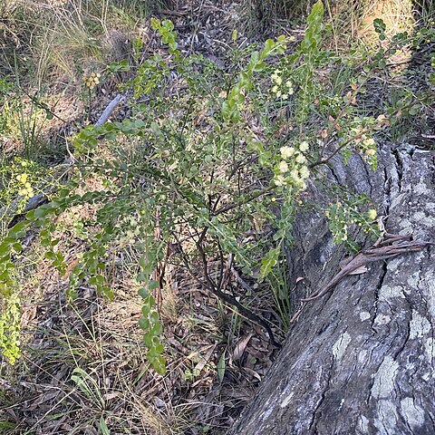 Acacia clandullensis unspecified picture