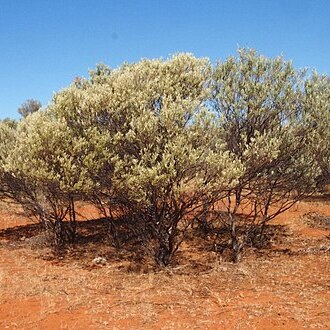 Acacia cuthbertsonii unspecified picture