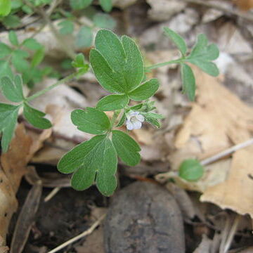 Phacelia ranunculacea unspecified picture