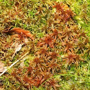 Sphagnum warnstorfii unspecified picture