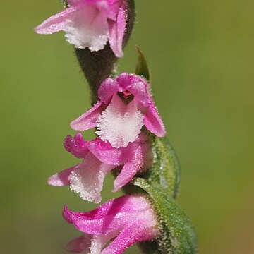 Spiranthes australis unspecified picture