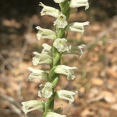 Spiranthes sylvatica unspecified picture