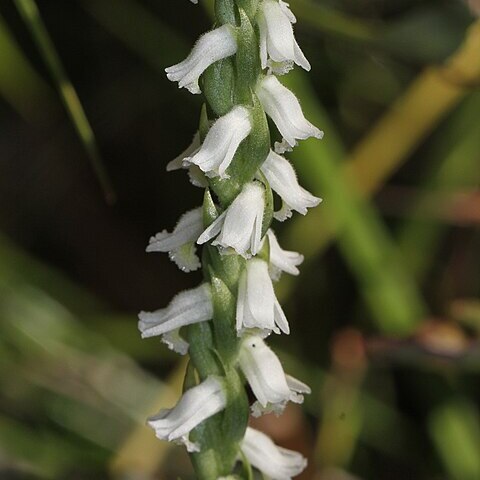 Spiranthes triloba unspecified picture