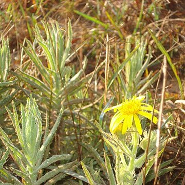 Senecio cisplatinus unspecified picture