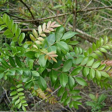 Pistacia mexicana unspecified picture