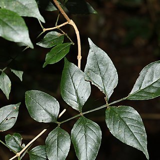 Pandorea baileyana unspecified picture