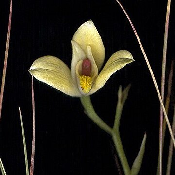 Cyanaeorchis arundinae unspecified picture