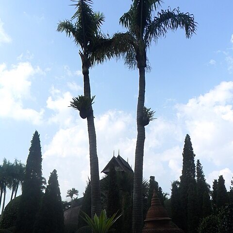 Dypsis madagascariensis unspecified picture