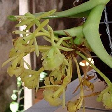 Epidendrum apaganoides unspecified picture