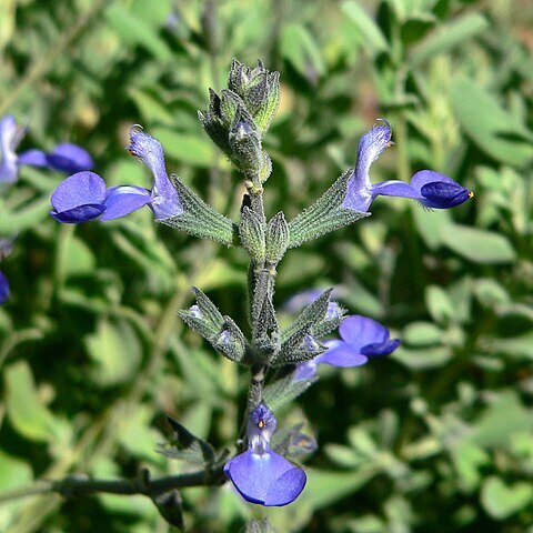 Salvia chamaedryoides unspecified picture