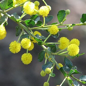 Acacia dictyoneura unspecified picture