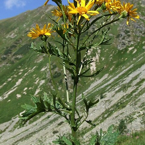 Jacobaea subalpina unspecified picture