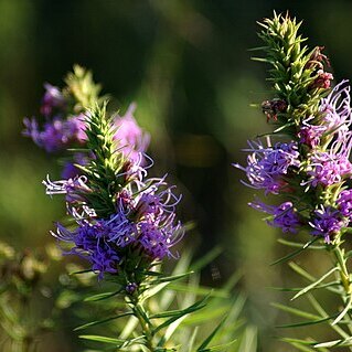 Liatris glandulosa g.l.nesom & o'kennon unspecified picture