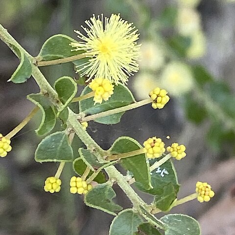 Acacia clandullensis unspecified picture