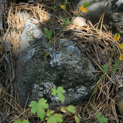 Ranunculus reuterianus unspecified picture