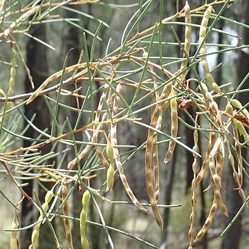 Acacia havilandiorum unspecified picture