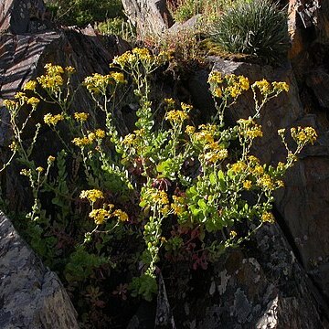 Senecio nigrescens unspecified picture