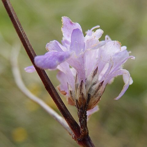 Cephalaria transsylvanica unspecified picture