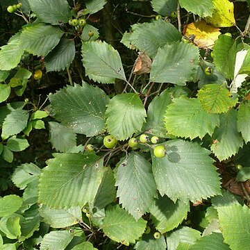 Karpatiosorbus cordigastensis unspecified picture