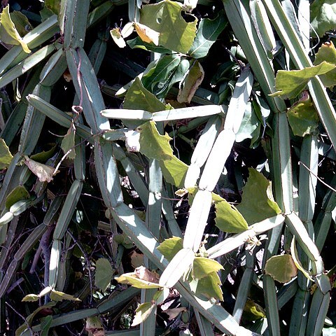 Cissus unspecified picture