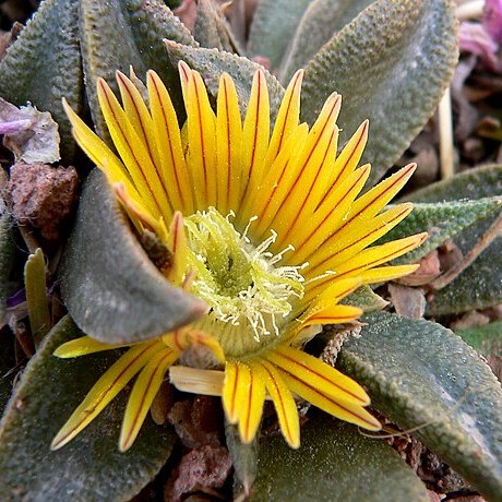 Nananthus vittatus unspecified picture