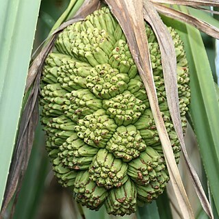 Pandanus solms-laubachii unspecified picture